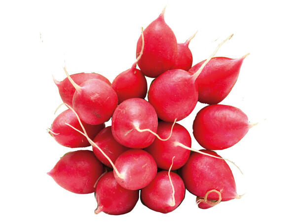 Snack-Radieschen