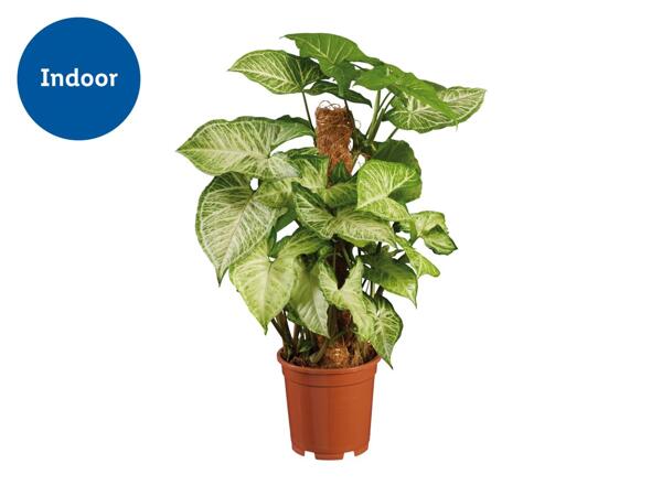 Devil's Ivy Climber