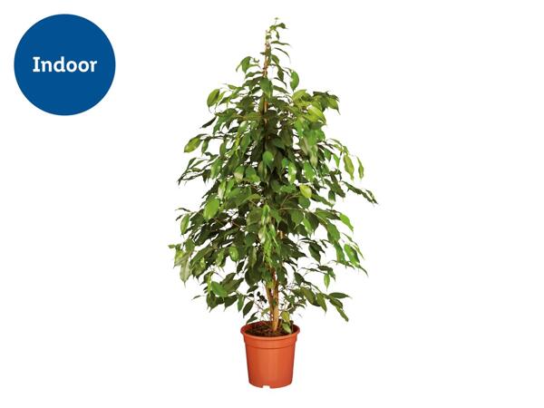 Large Houseplant