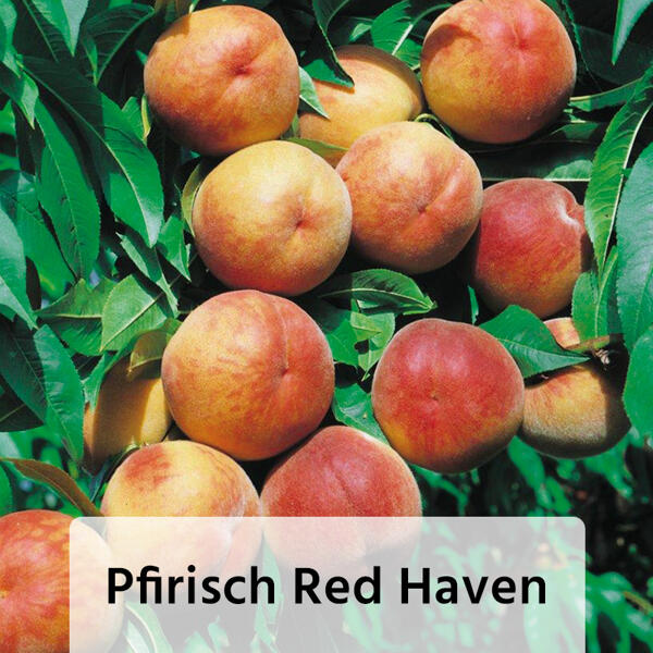Obstbaum im Jutesack
