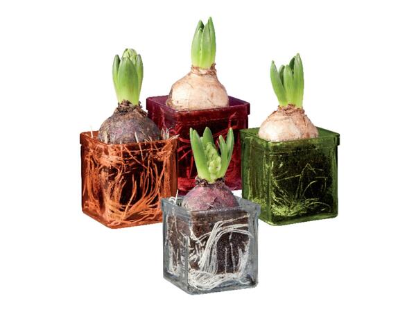 Hyacinth
