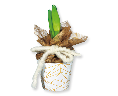 Amaryllis dans un pot
