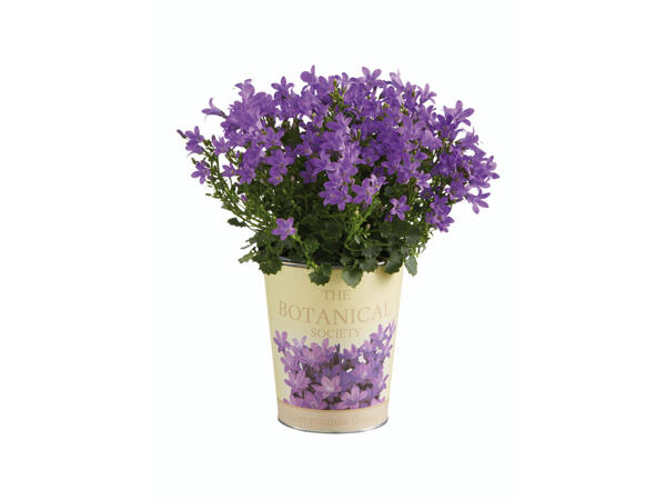 Campanule en pot