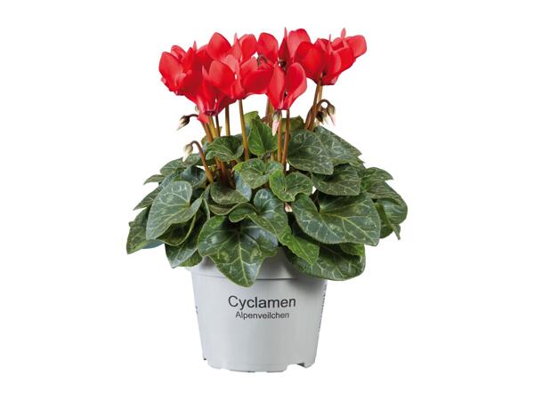 British Cyclamen