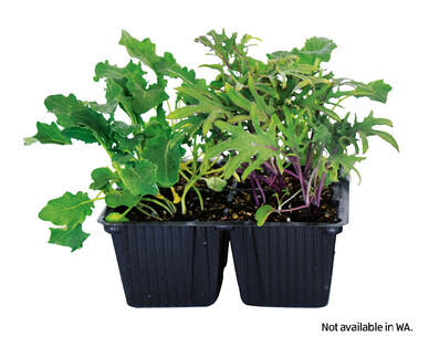 Seedlings 4pk