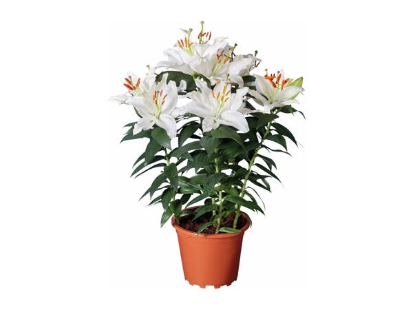 Oriental Lilies