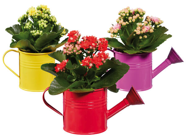 Kalanchoe in Gießkanne