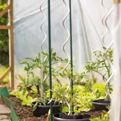 Tomaten- oder Pflanzenstäbe