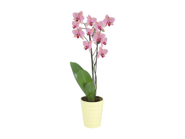 Phalaenopsis 2 stems