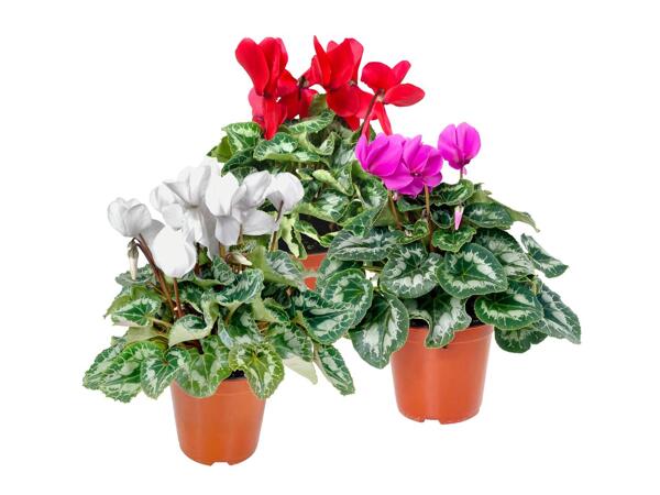 Cyclamen