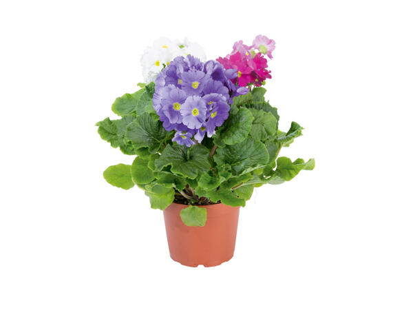 Primula obconica