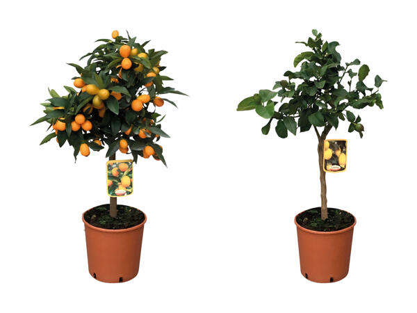 Citrusmiks