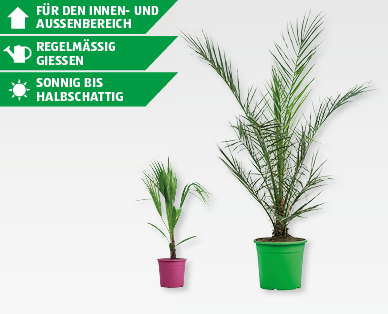 GARDENLINE(R) Palmenmix im Dekotopf