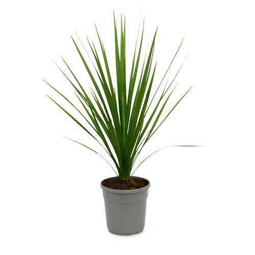 Exklusive Palme*