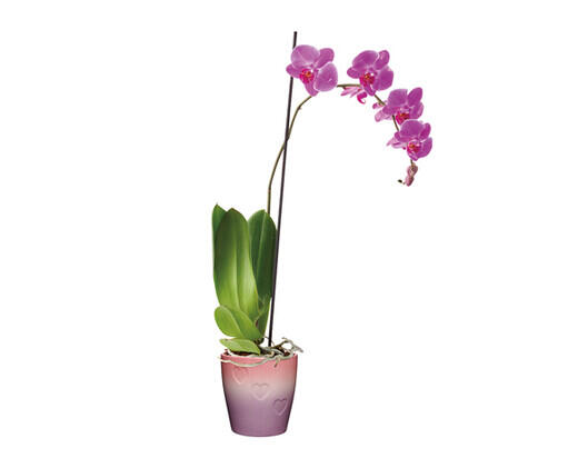 5" Easy Orchid Assorted Colors
