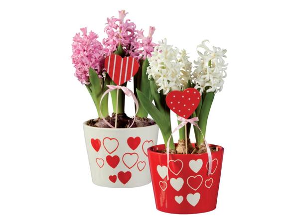 Hyacinths