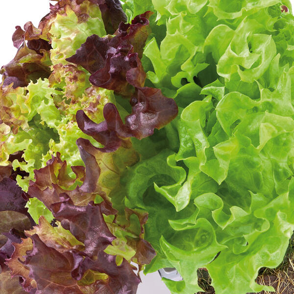 Bio-Salat