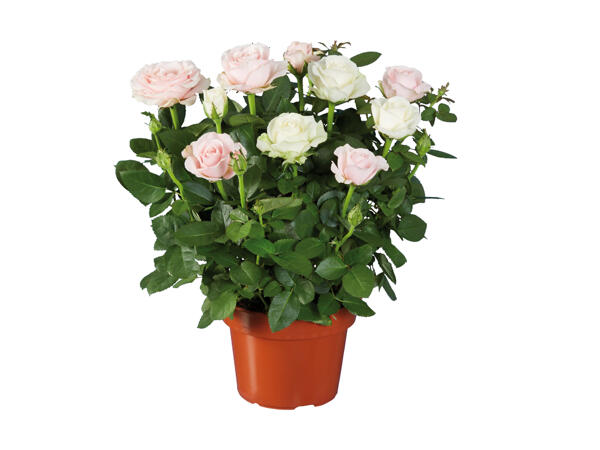 Duo de roses