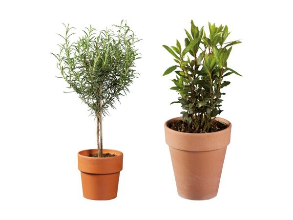 Arbustes aromatiques italiens