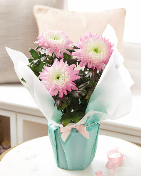 Beautiful Blooms Bloom Chrysanthemum