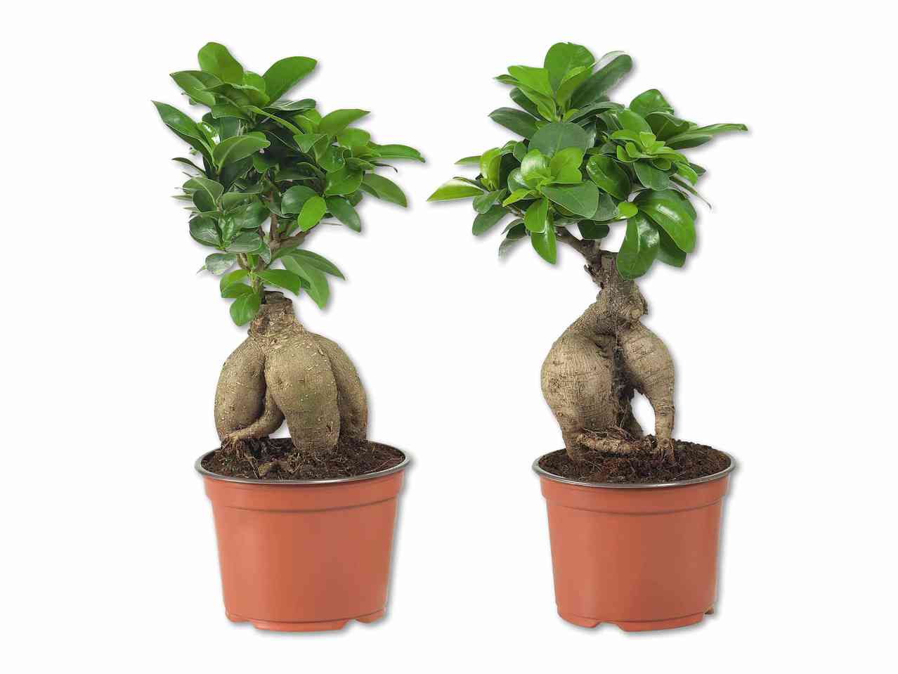 Ficus ginseng