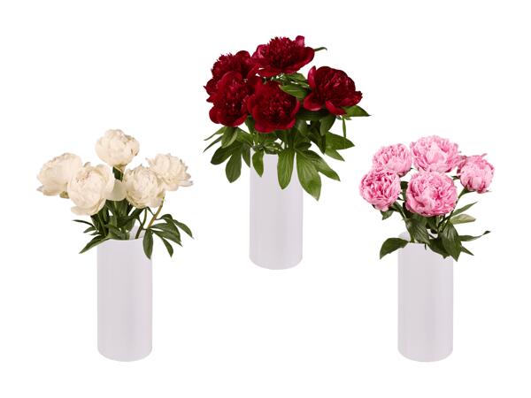 Pivoines