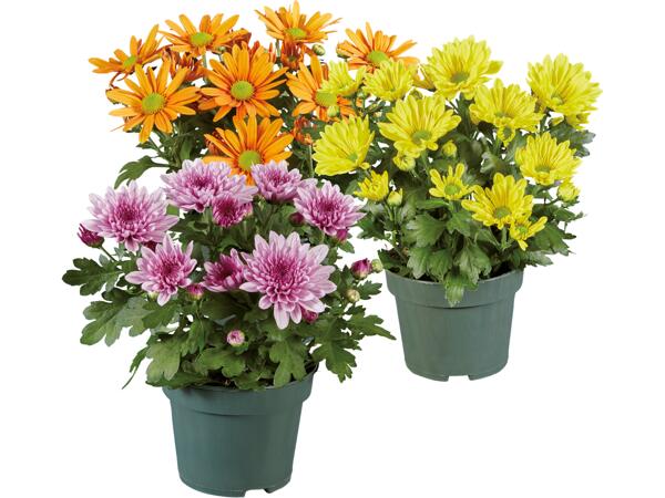 Krysantemum