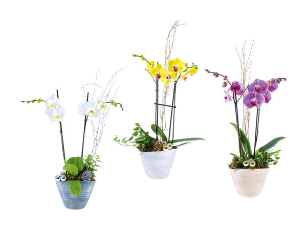 Coupe de Noël avec phalaenopsis