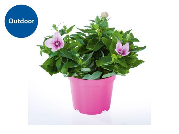 Balloon Flower