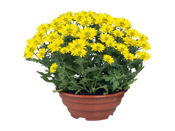 Flowering Plants