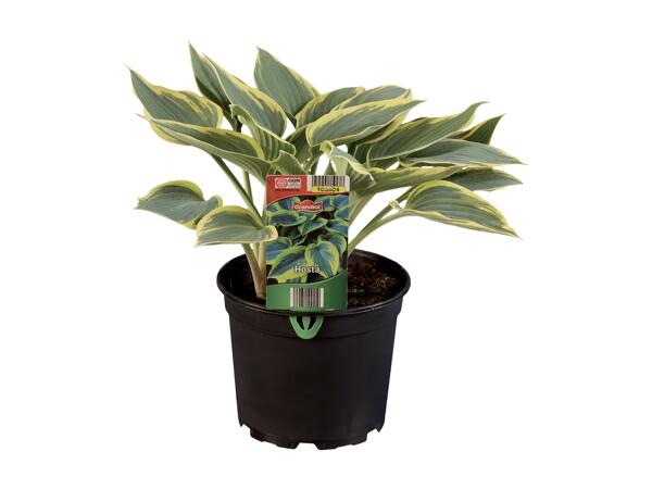 Hosta