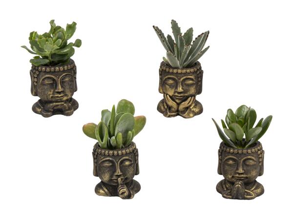Grøn plante i skjuler