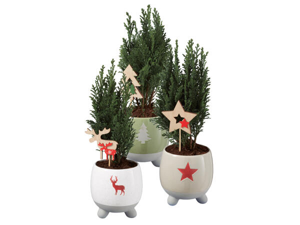 Ädelcypress i julkruka