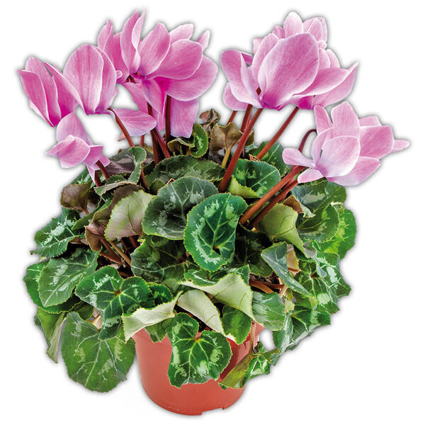 Alpenveilchen "Cyclamen"
