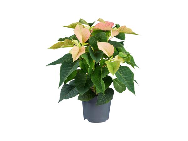 Poinsettia