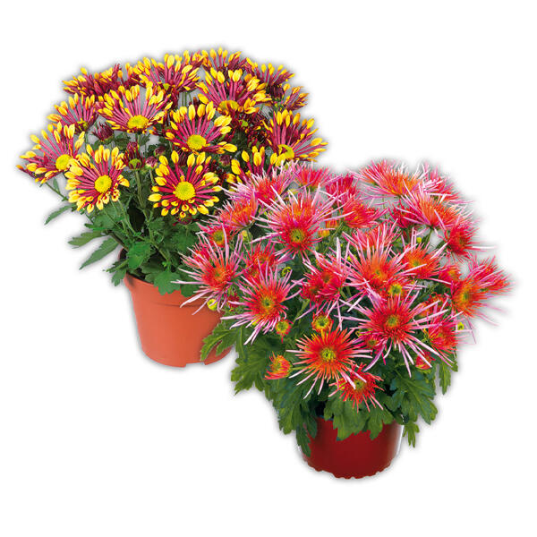 Spinnen Chrysantheme