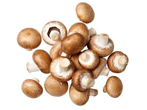 Champignons braun