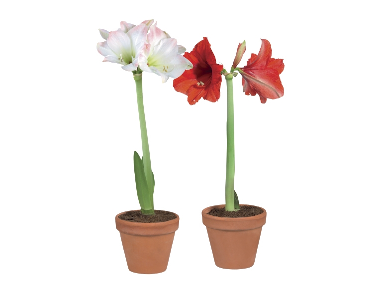 Potted Amaryllis Bulb in a Terracotta Pot