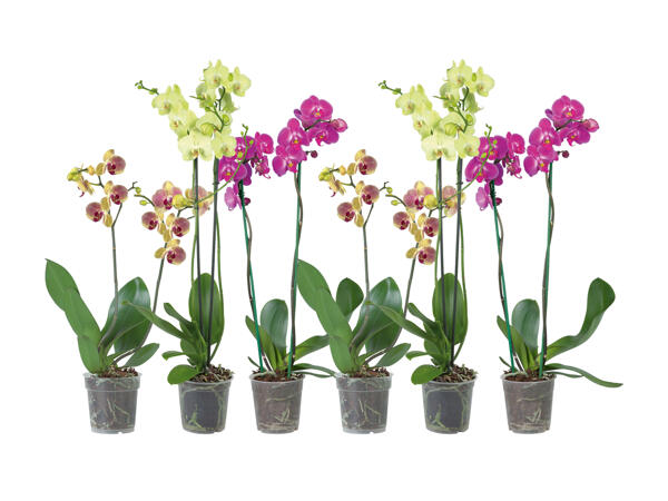 Phalaenopsis 2 tiges