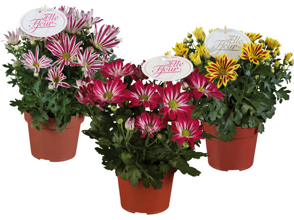 Chrysanthemen „Elle Fleur"