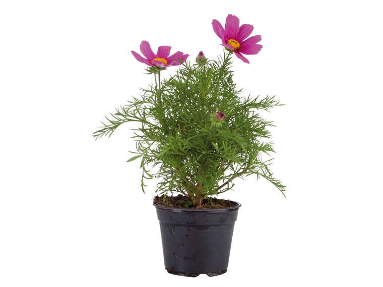 Plantes vivaces
