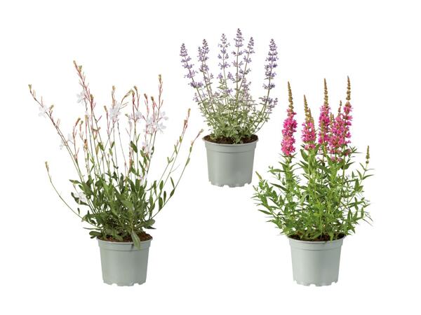Plante vivace attirant les abeilles