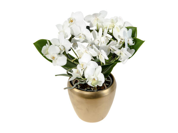 Phalaenopsis Multiflora