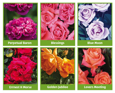 English Grown Roses