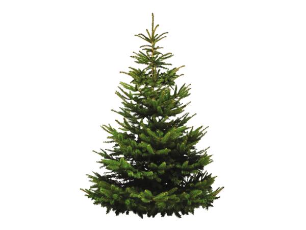 Irish-Grown Christmas Tree