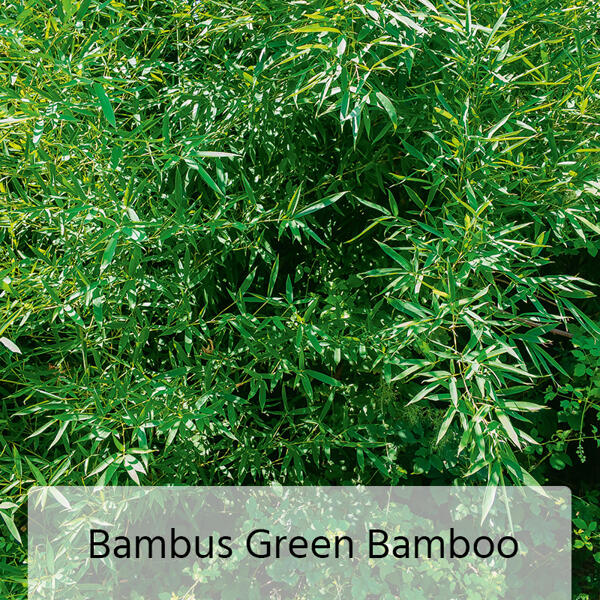 Bambus