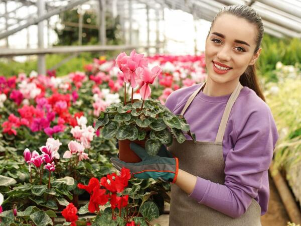 Large Cyclamen