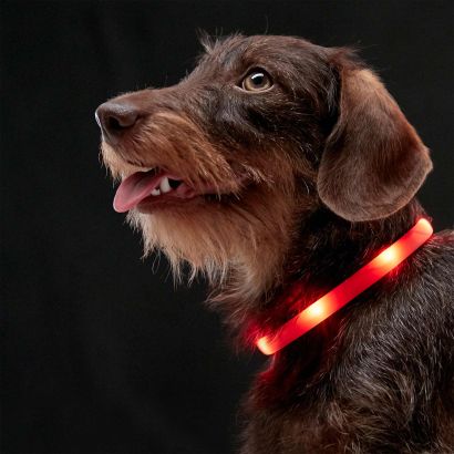 Collier ou laisse lumineuse pour chiens