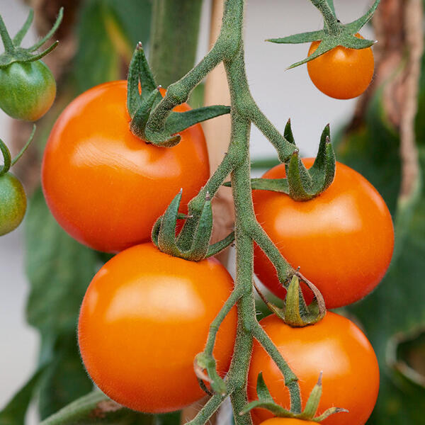 Tomaten Besonderheit