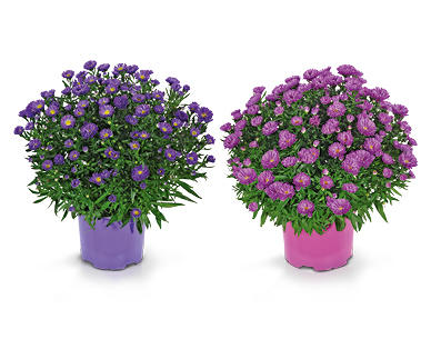Aster autunnale